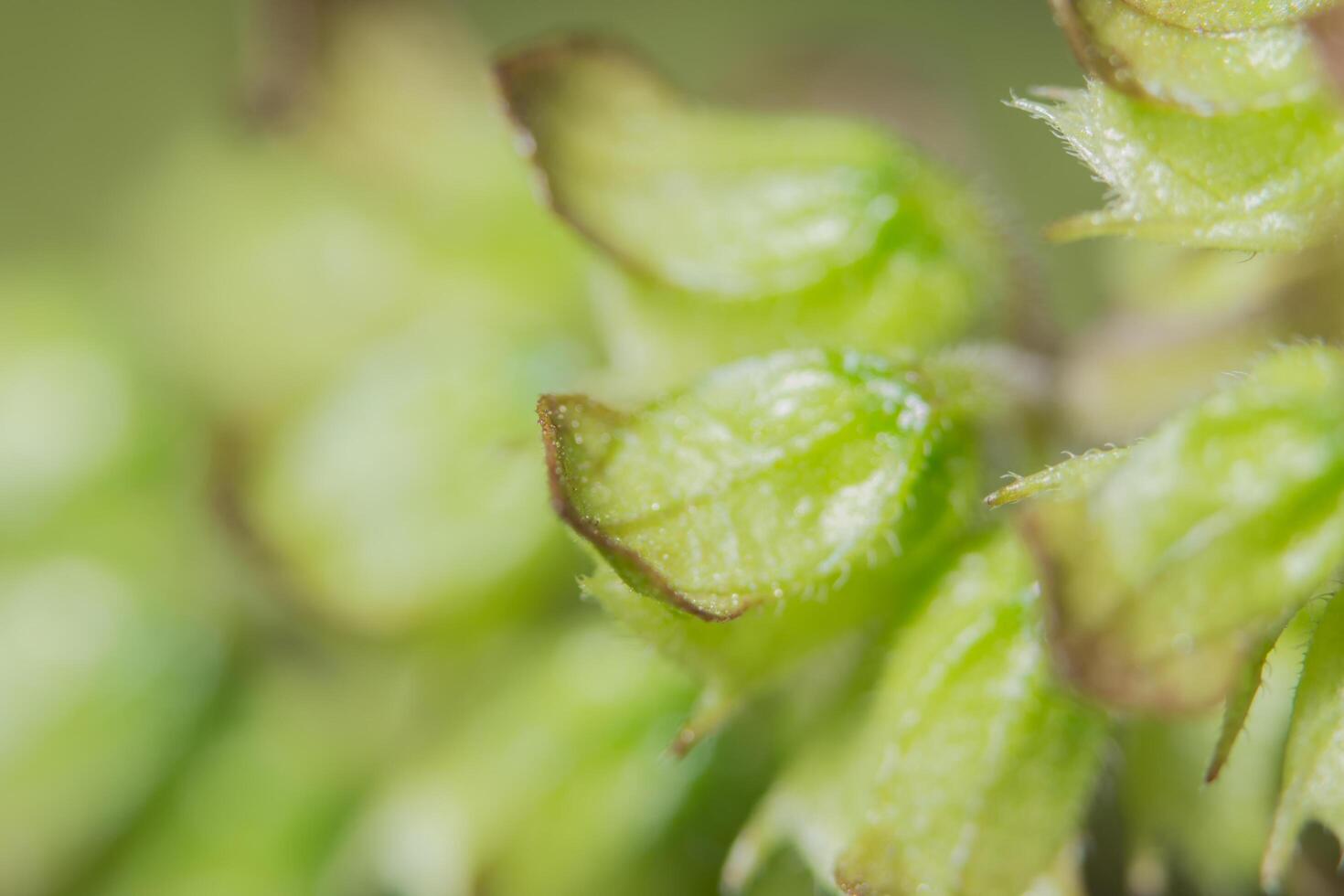 fleur sauvage, photo en gros plan