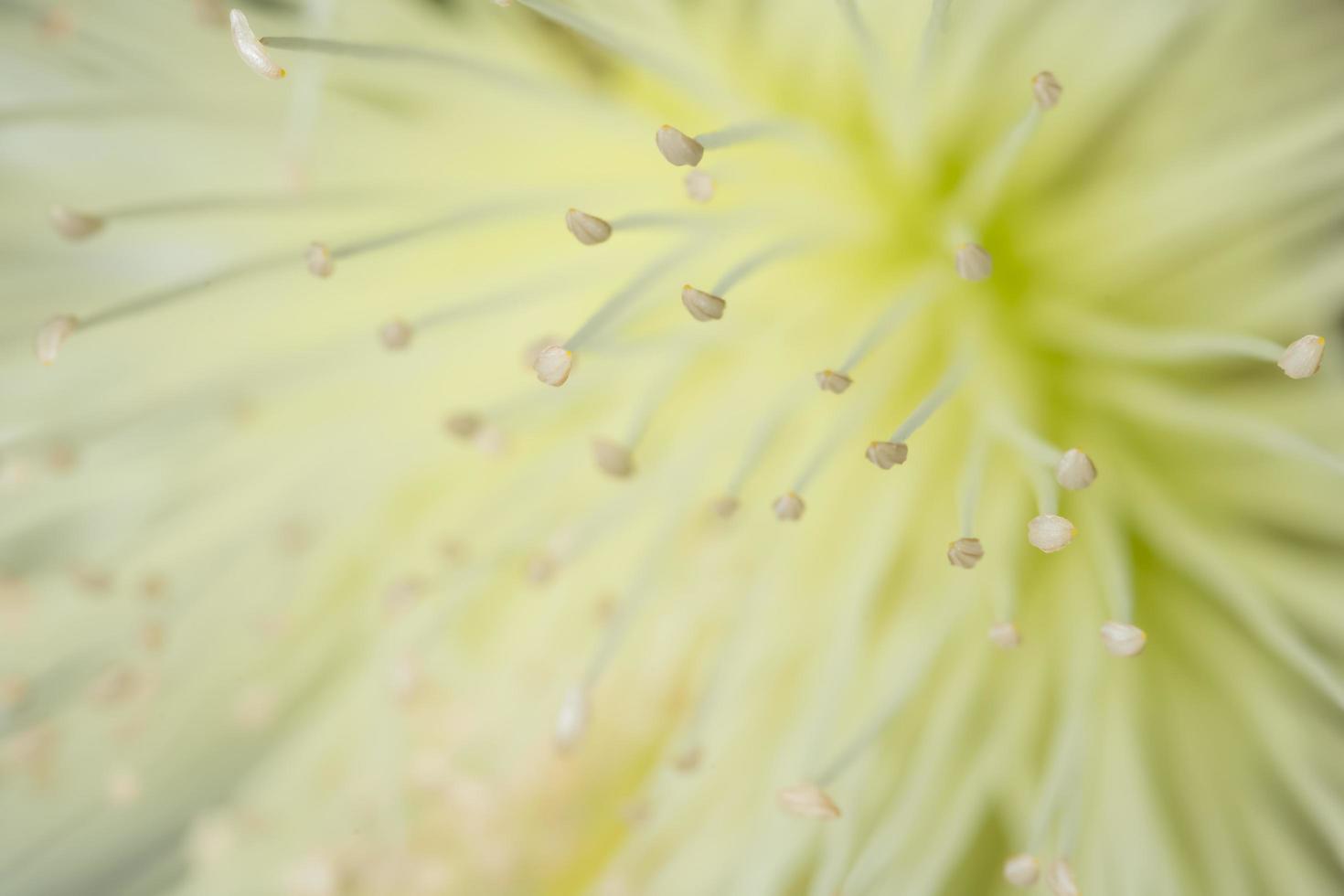 fleur sauvage, photo en gros plan