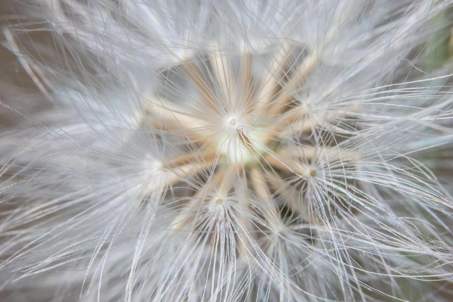 photo en gros plan de fleurs sauvages