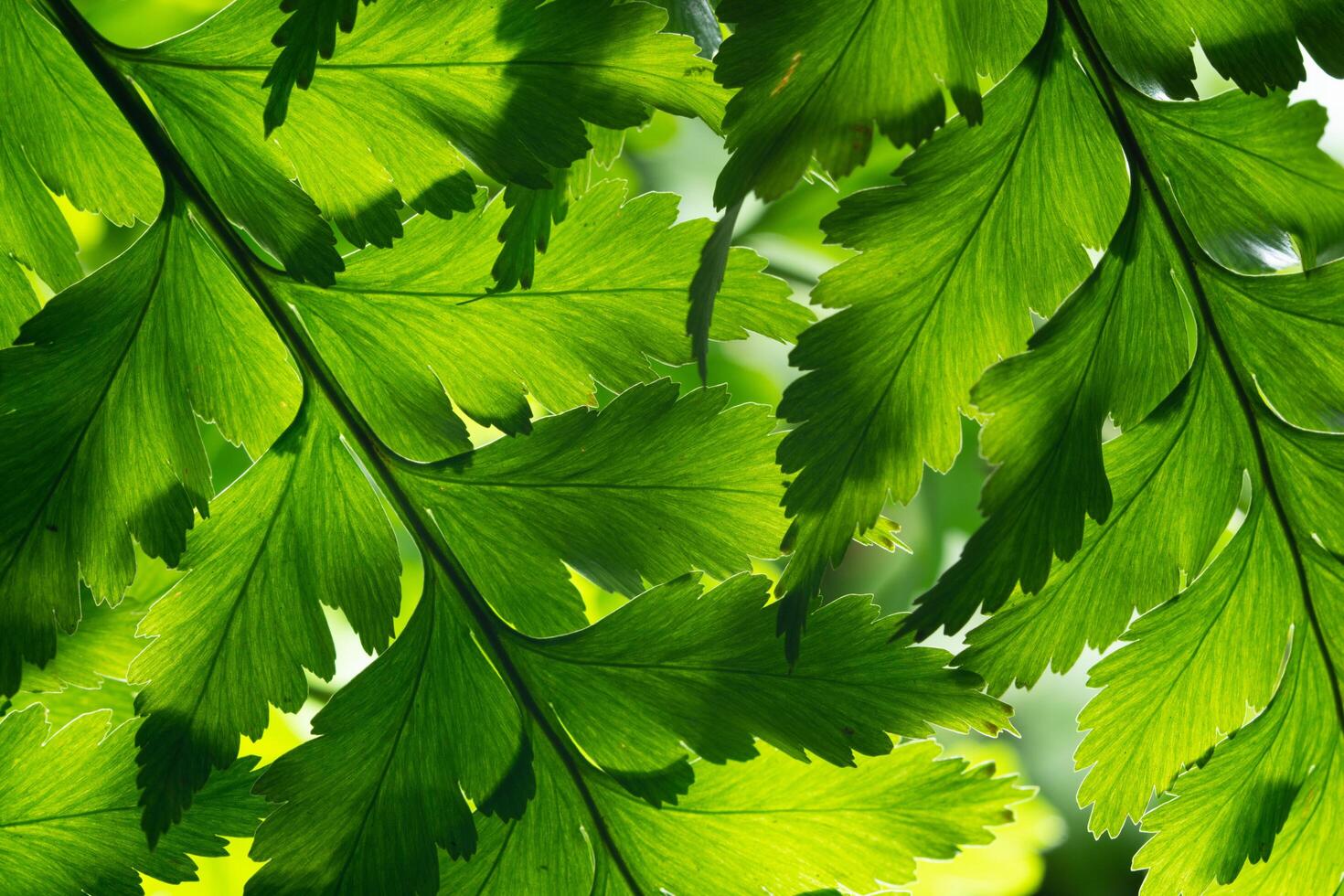 fond de feuille verte, gros plan photo