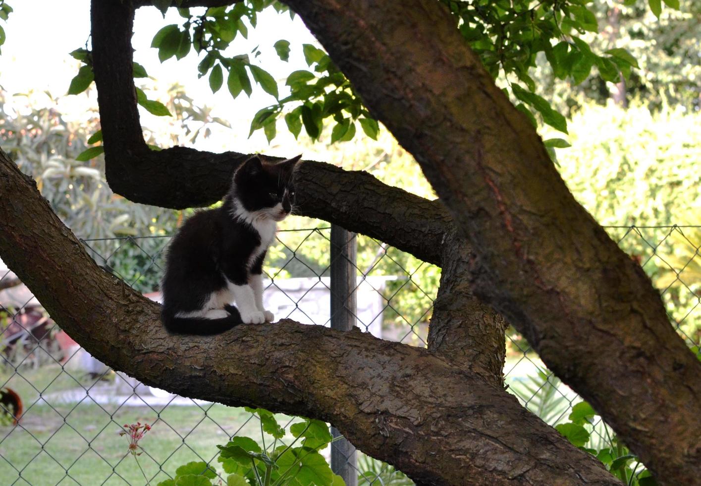 un petit chat noir photo