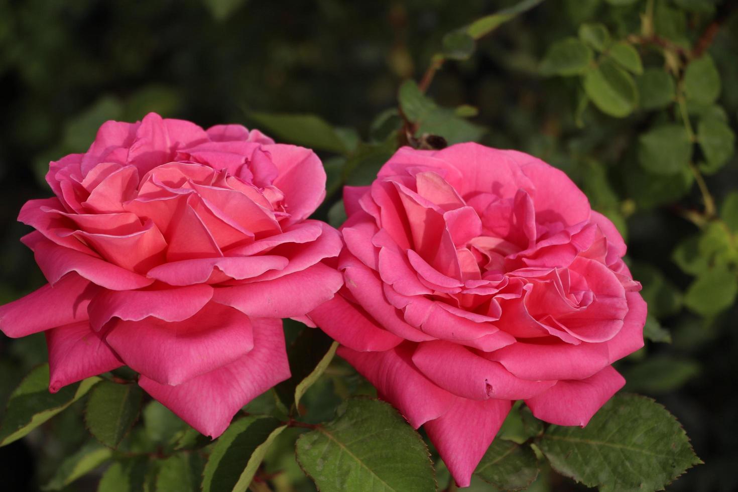 deux belles fleurs roses photo