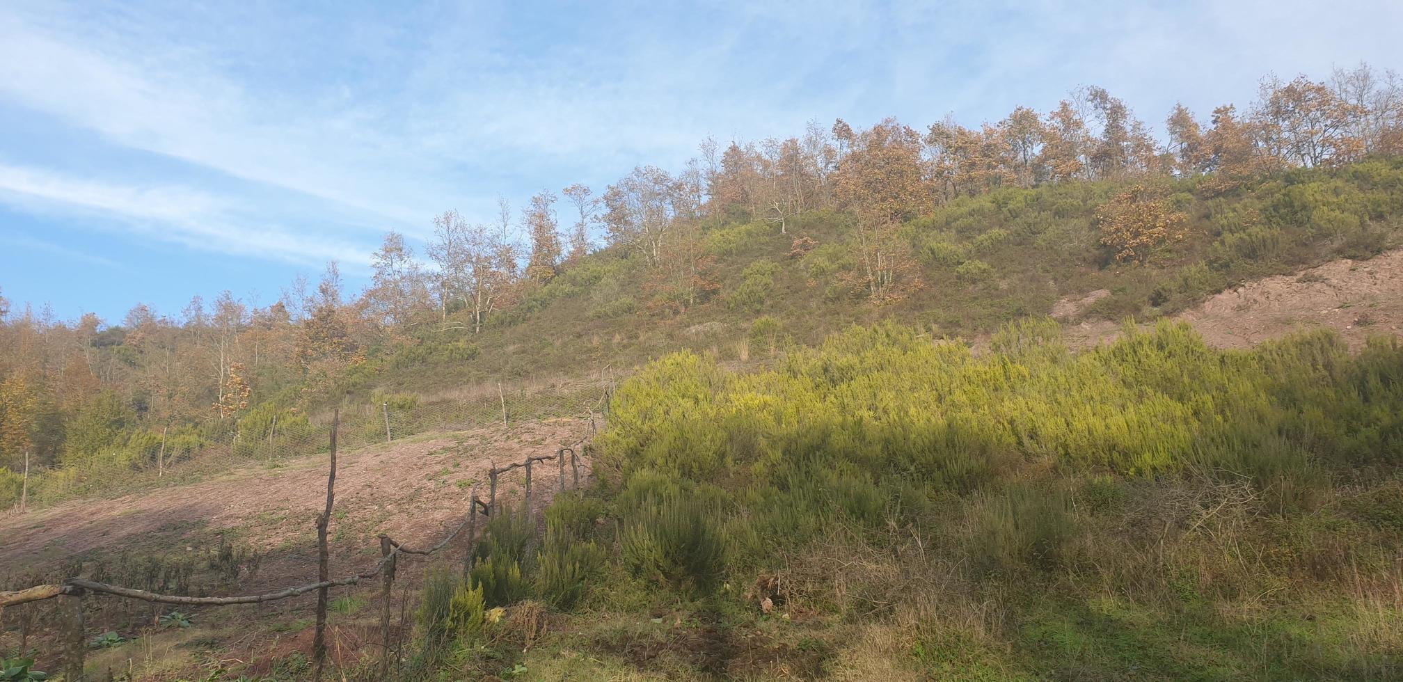 vue sur la forêt vallonnée photo