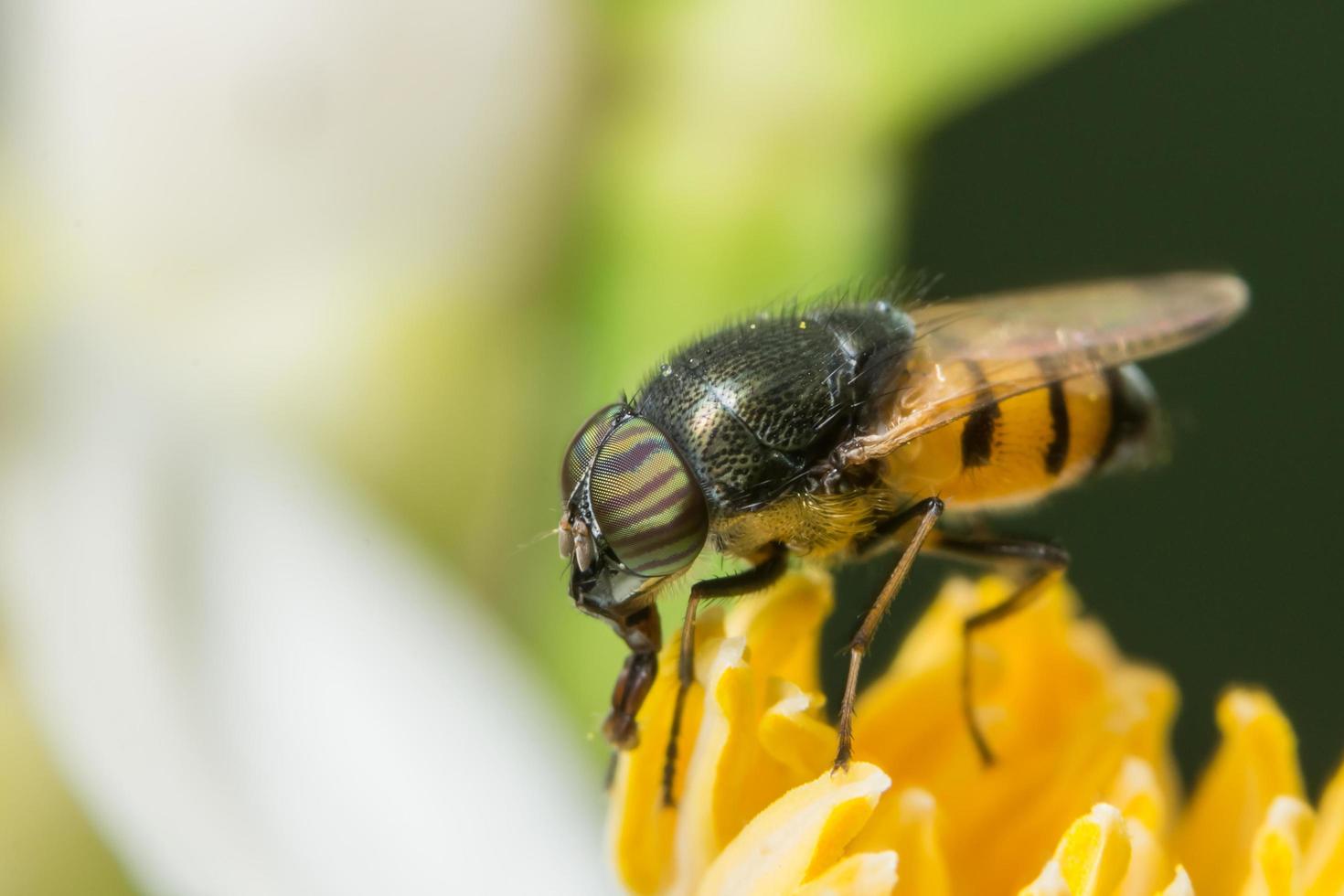 hoverfly sur une fleur photo