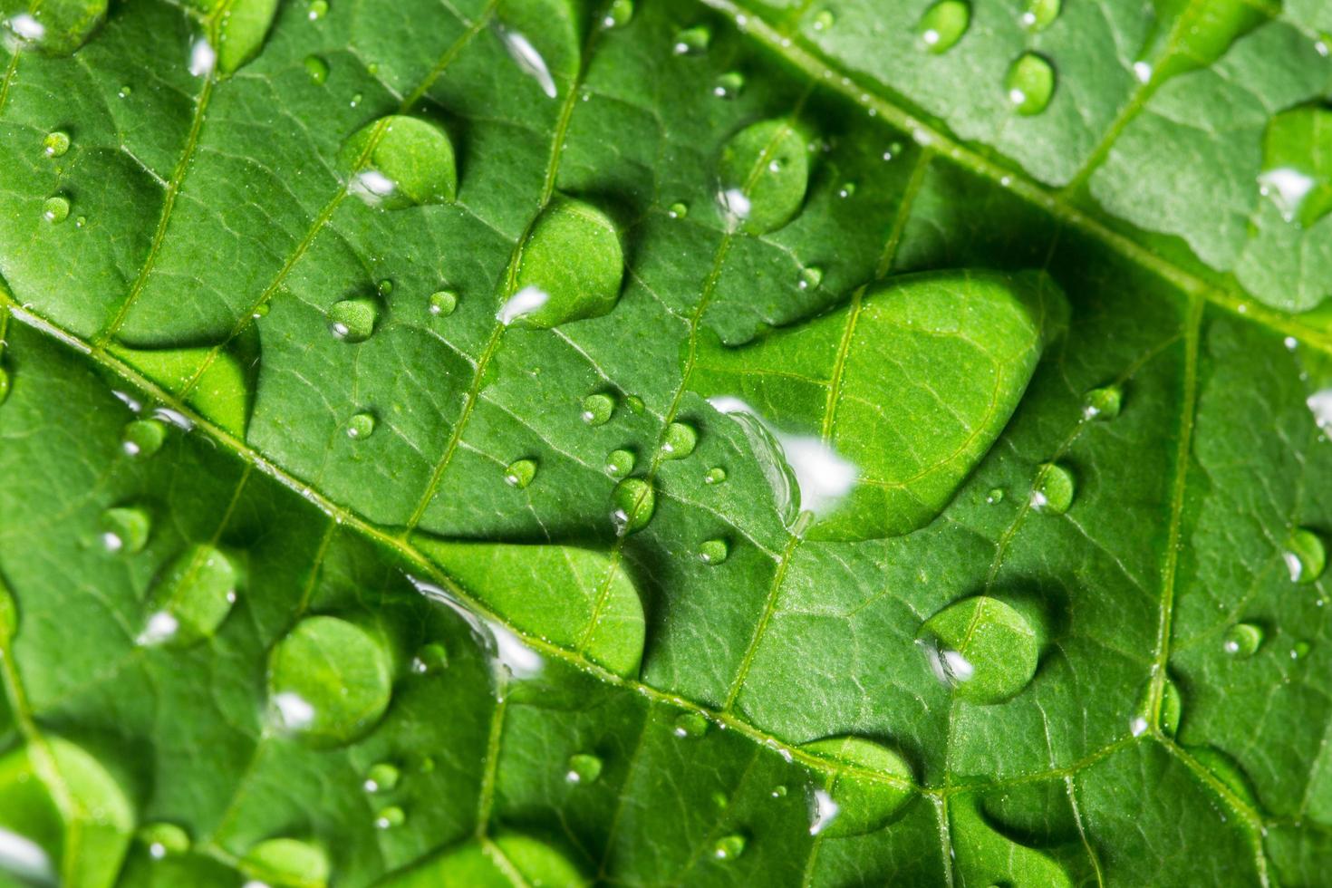 gouttes d'eau sur une feuille verte photo