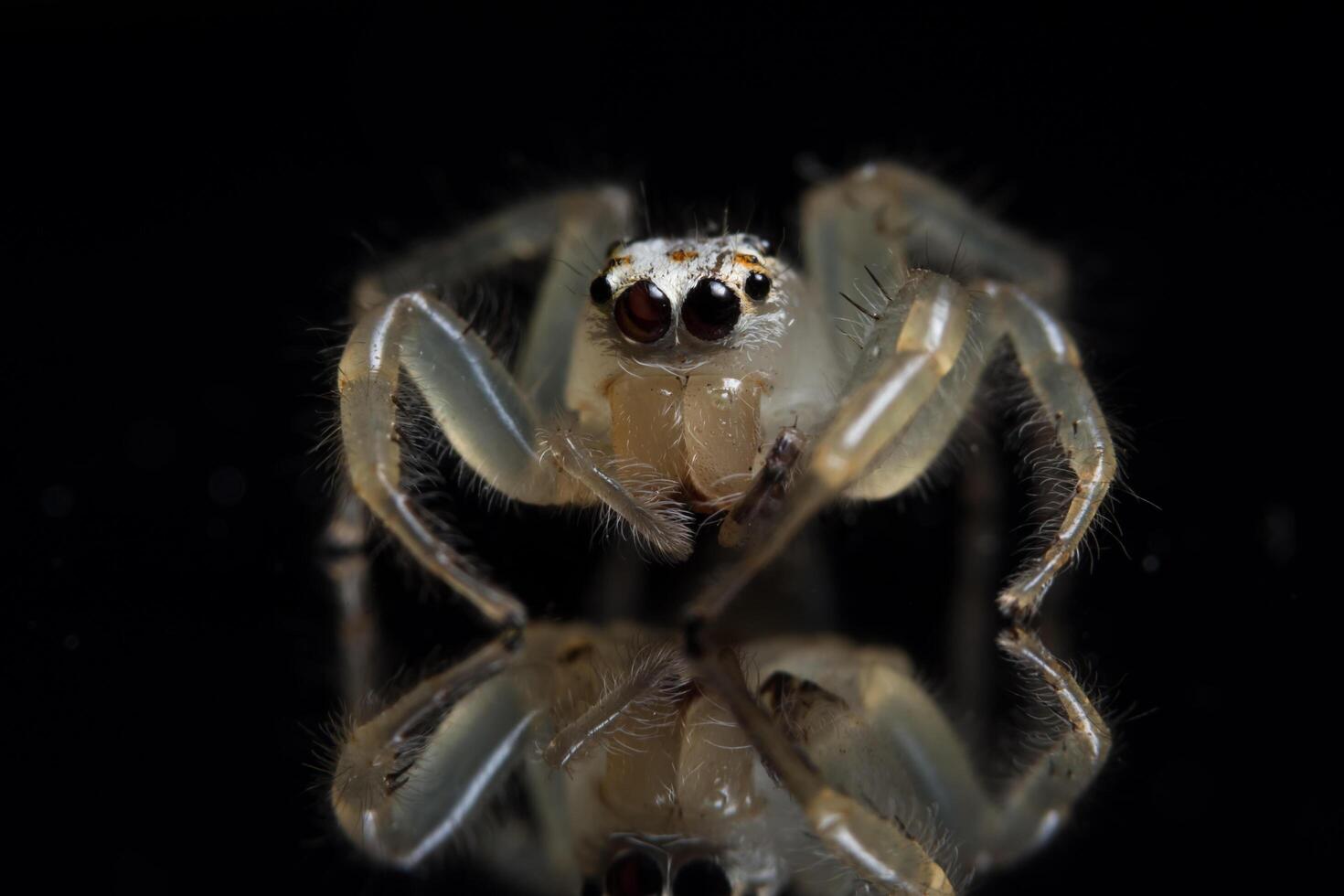 araignée sur une surface noire photo