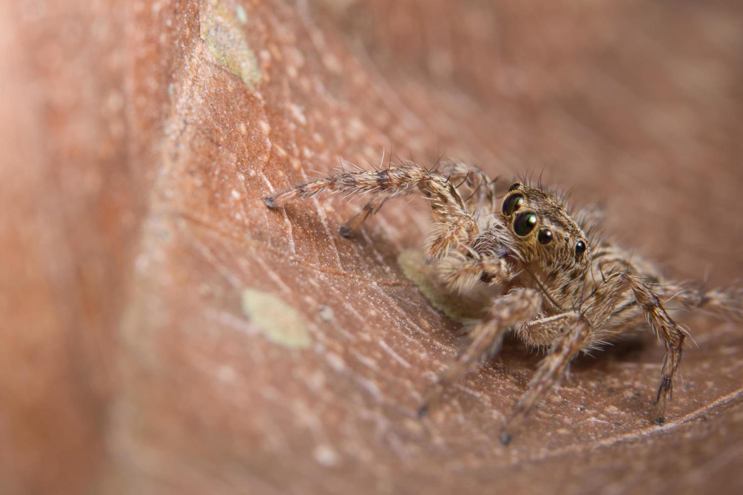 araignée, photo en gros plan