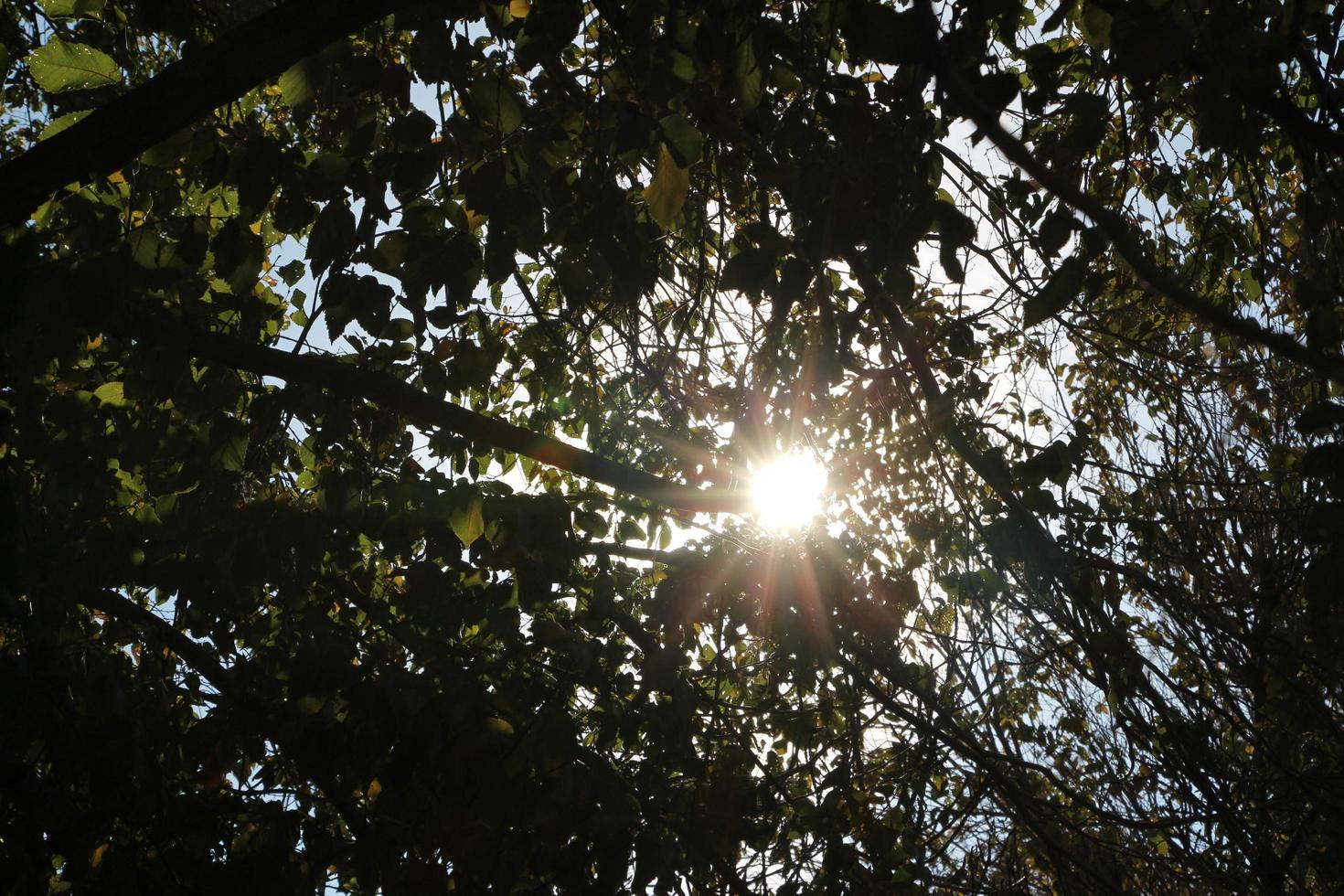 la lumière du soleil traverse les arbres photo