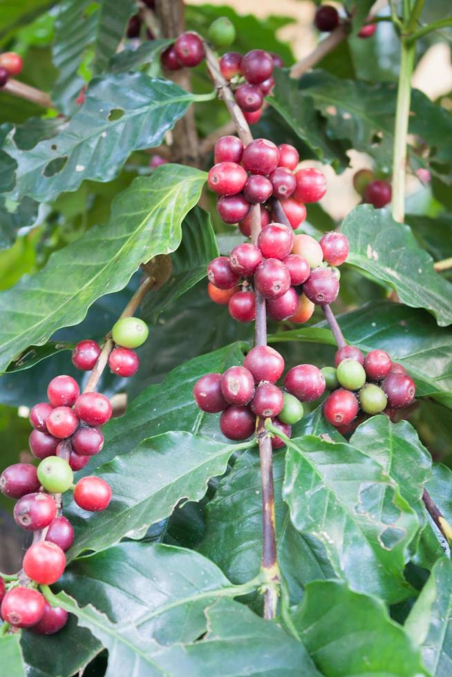 fruits rouges sur un arbre photo