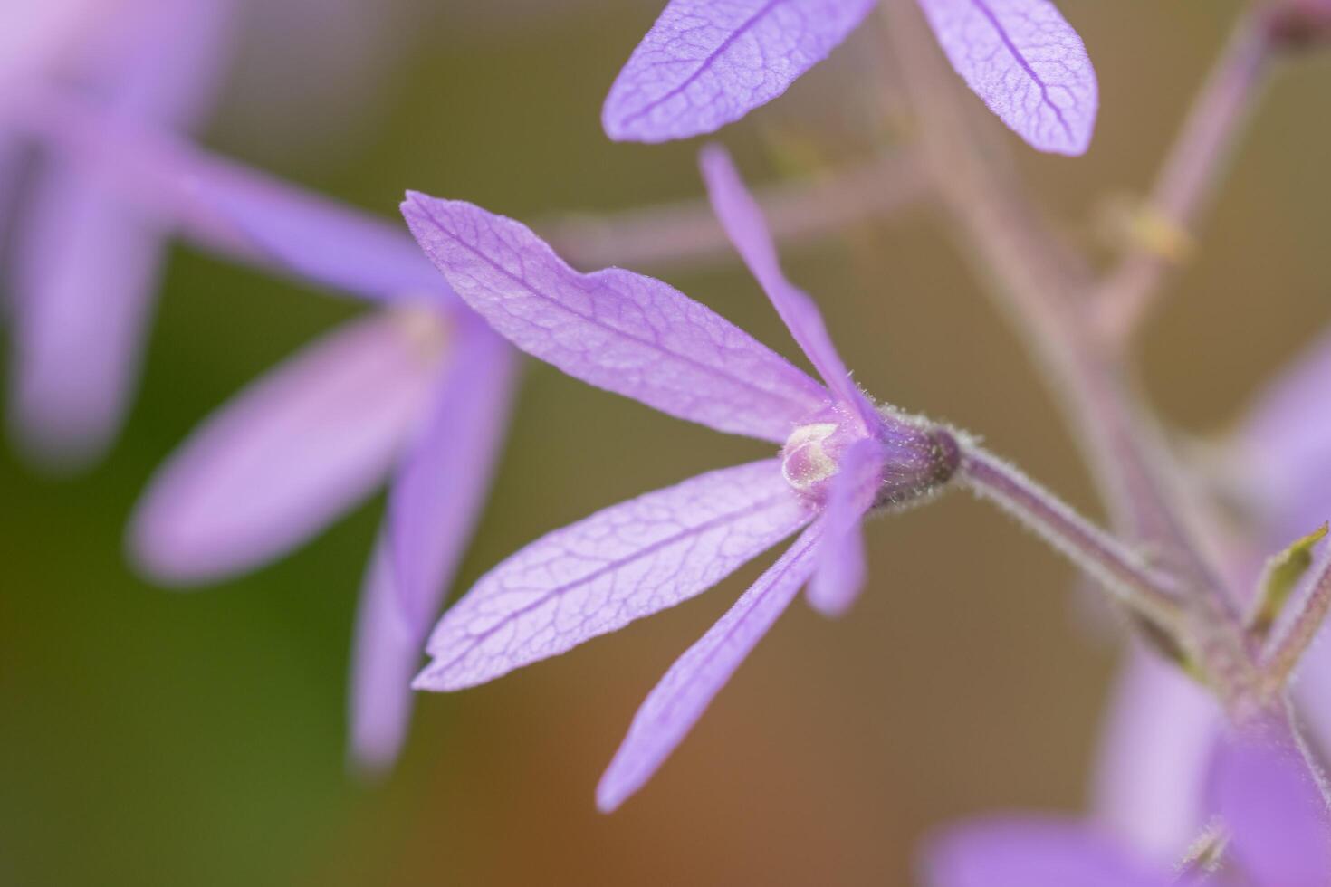 fond de gros plan fleur photo