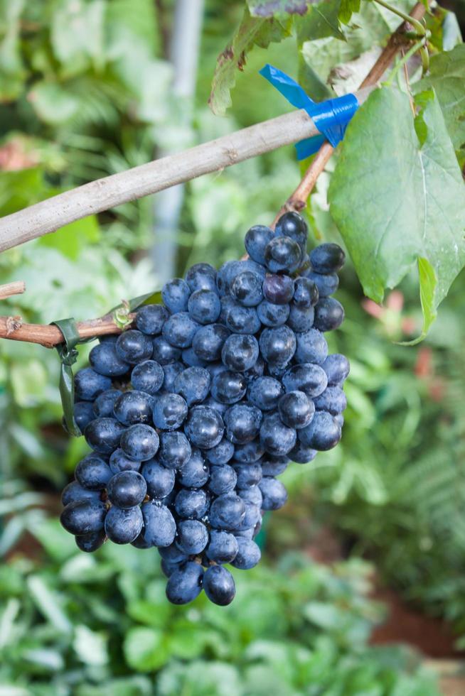 raisins violets sur une vigne photo