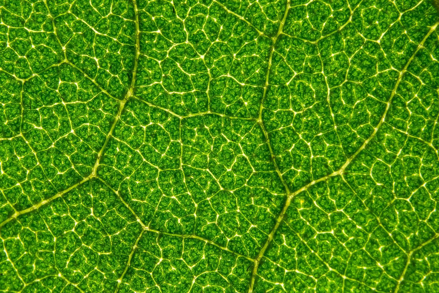 fond de feuille verte photo