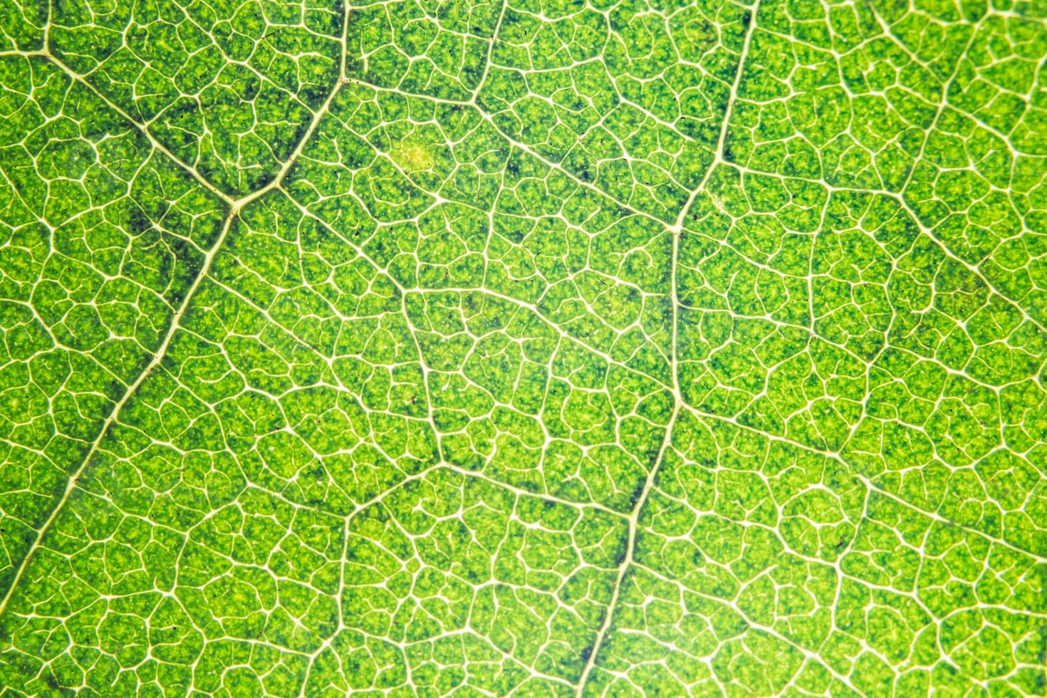 fond de feuille verte photo