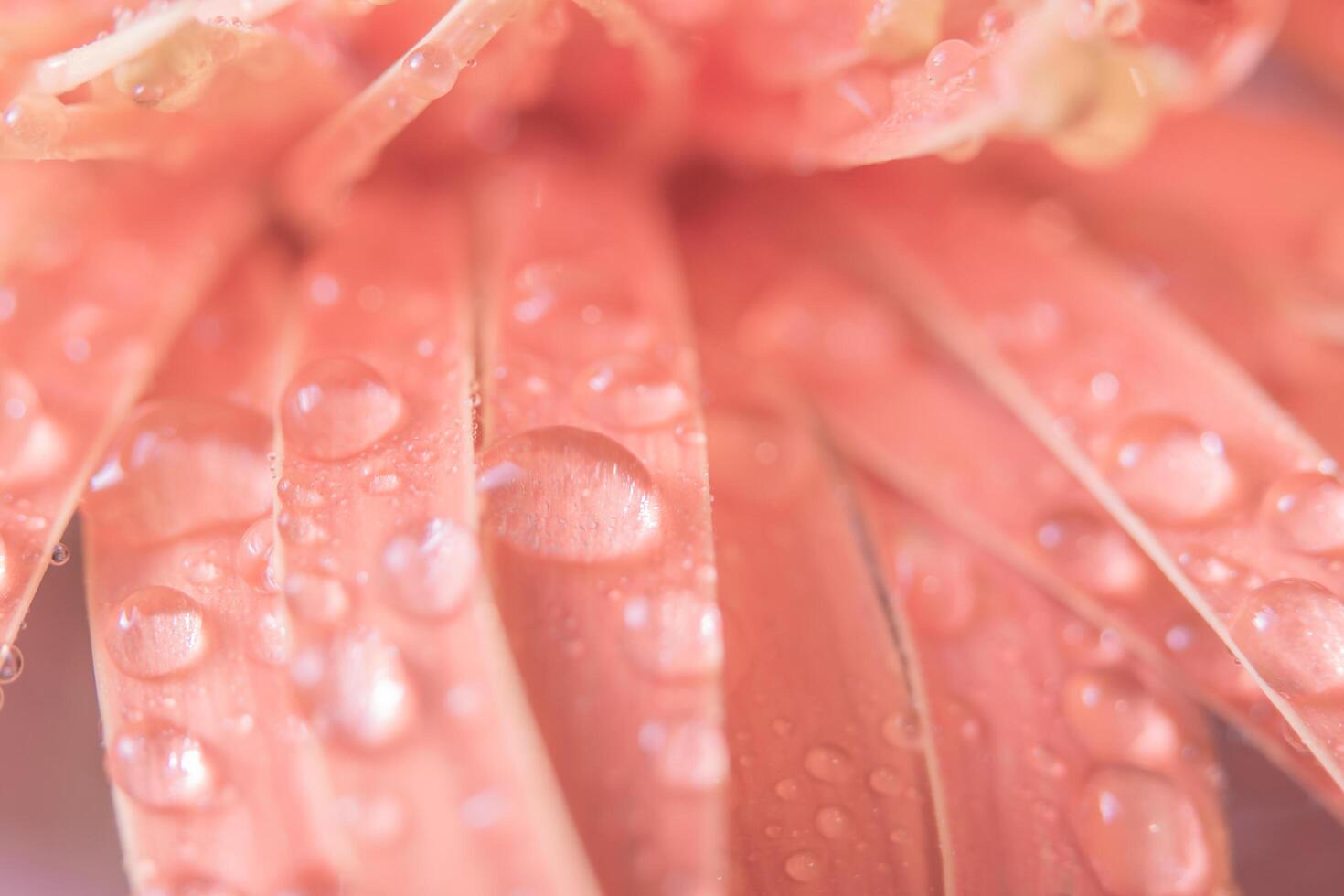 gouttes d'eau sur les pétales de fleurs photo