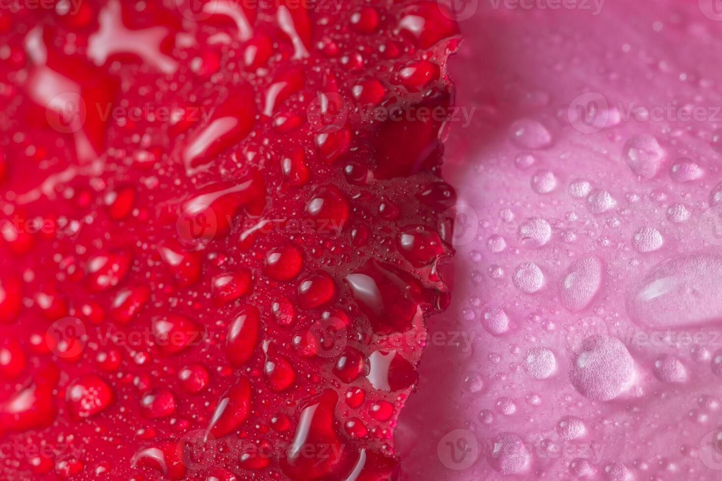 gouttes d'eau sur les pétales de fleurs photo