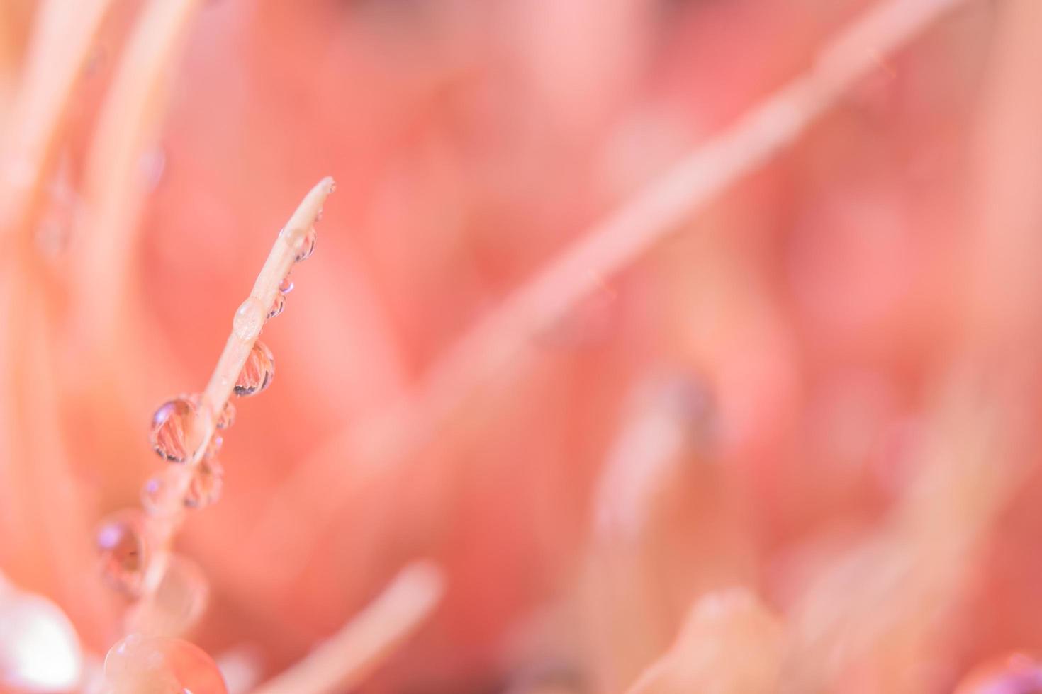 gouttes d'eau sur les pétales de fleurs photo