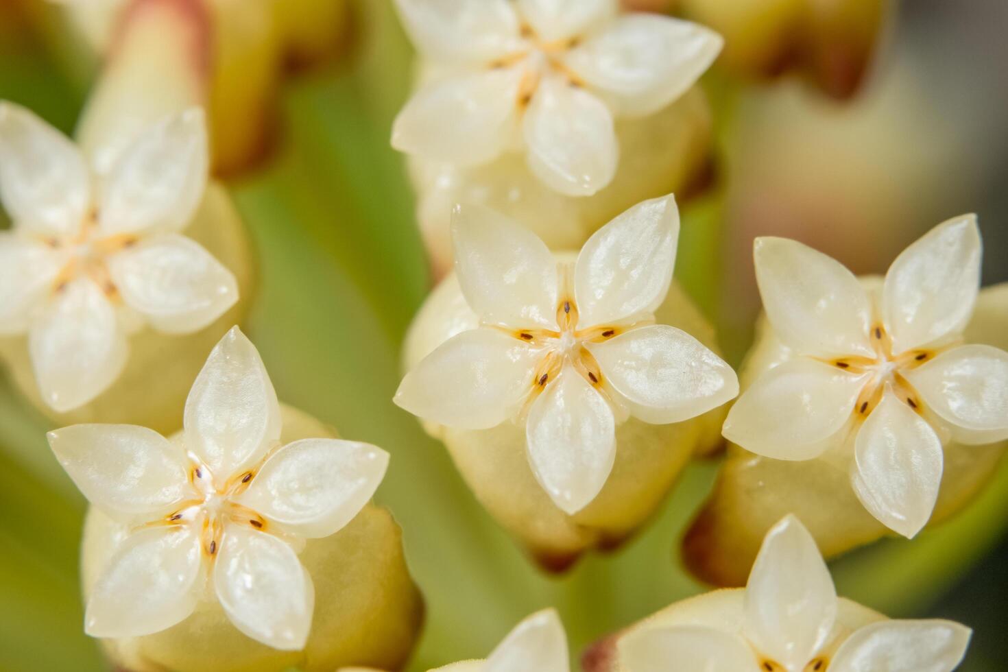 fleur blanche, photo en gros plan