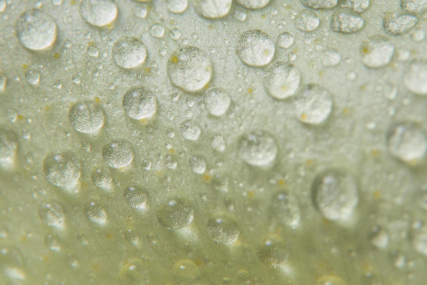 gouttes d'eau sur les pétales de fleurs photo