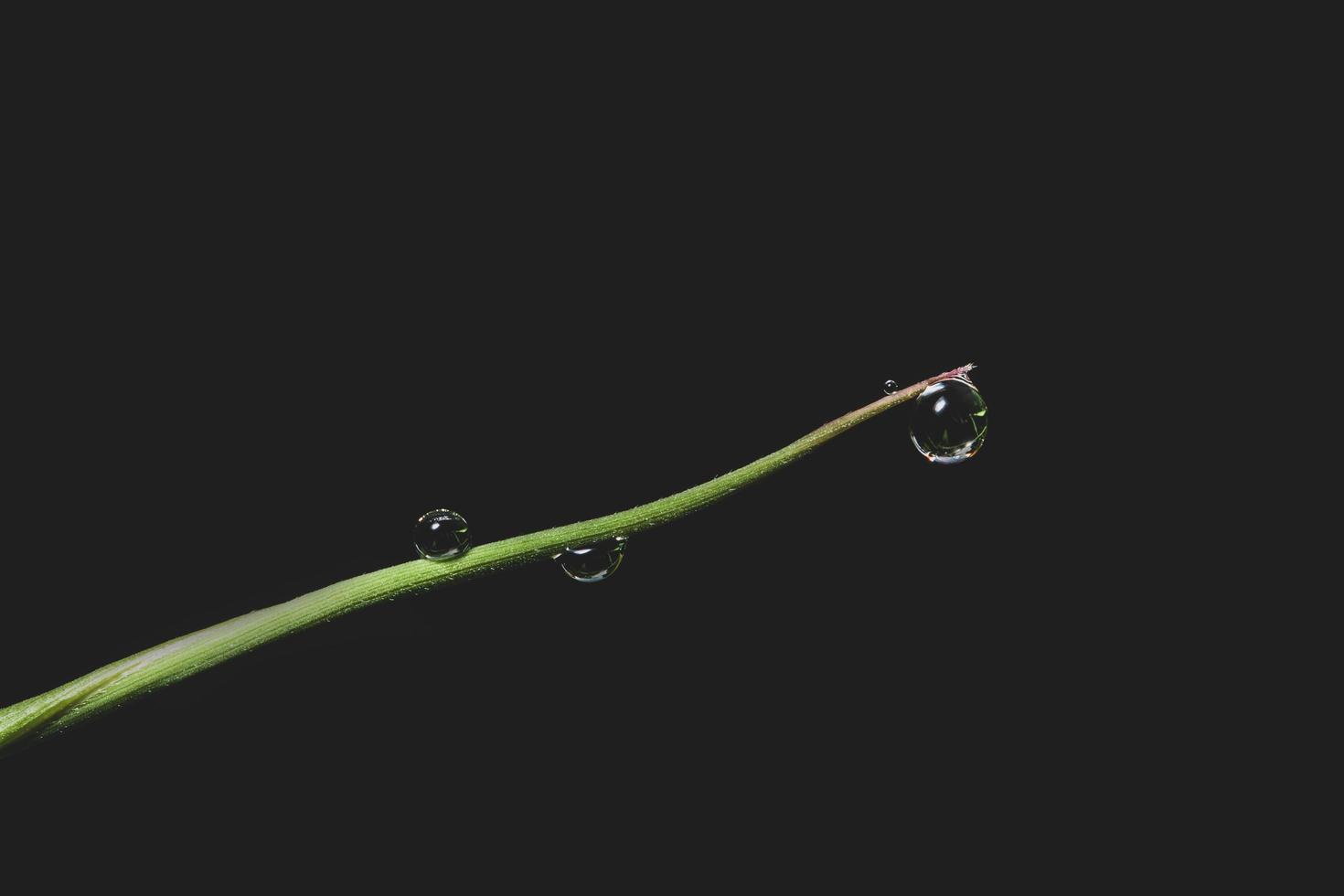 gouttes d'eau sur une plante photo