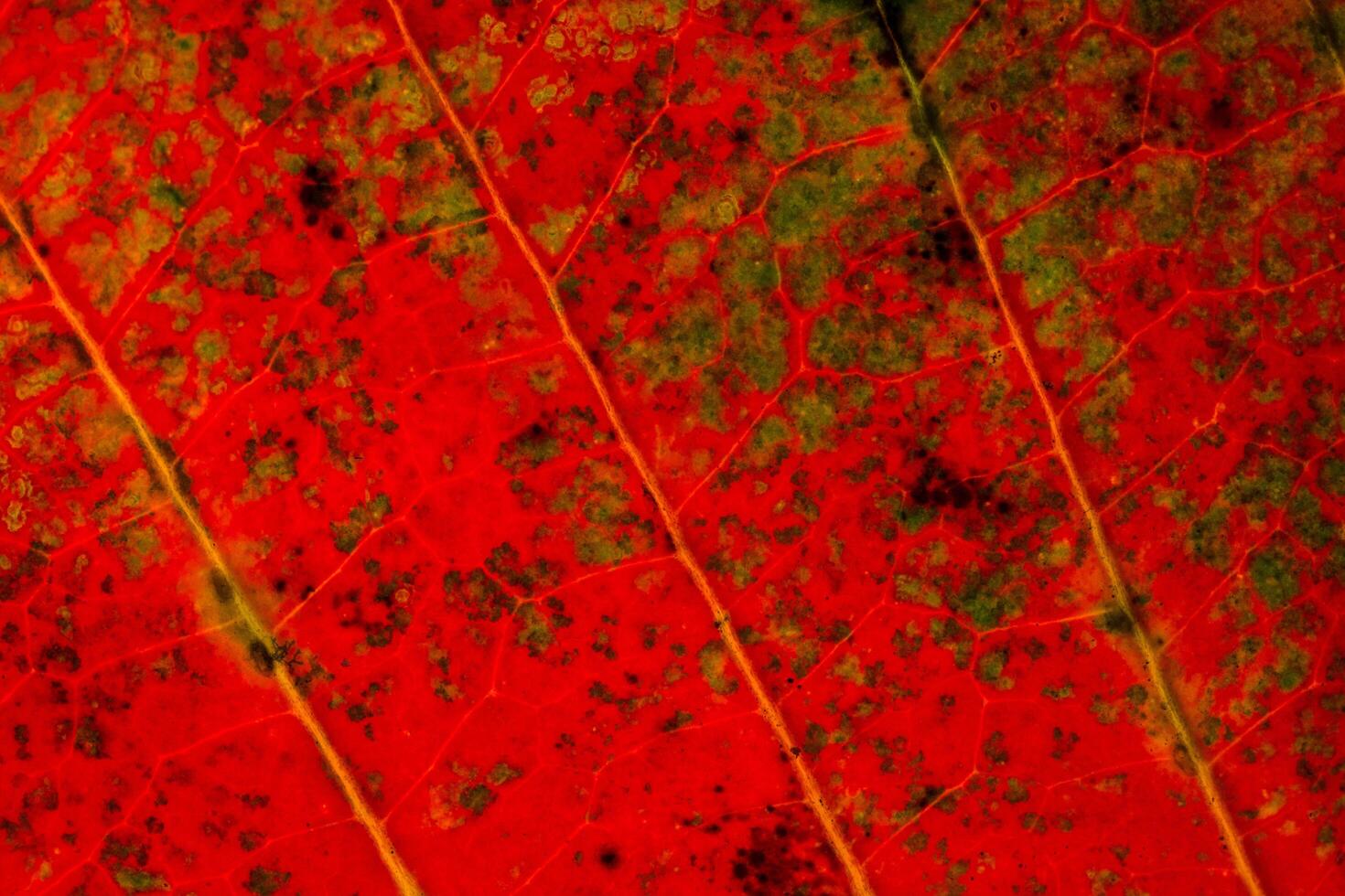 fond de feuille rouge photo