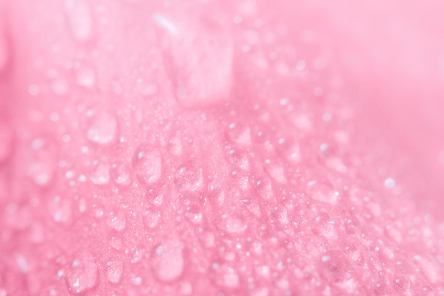 gouttes d'eau sur les pétales de fleurs photo