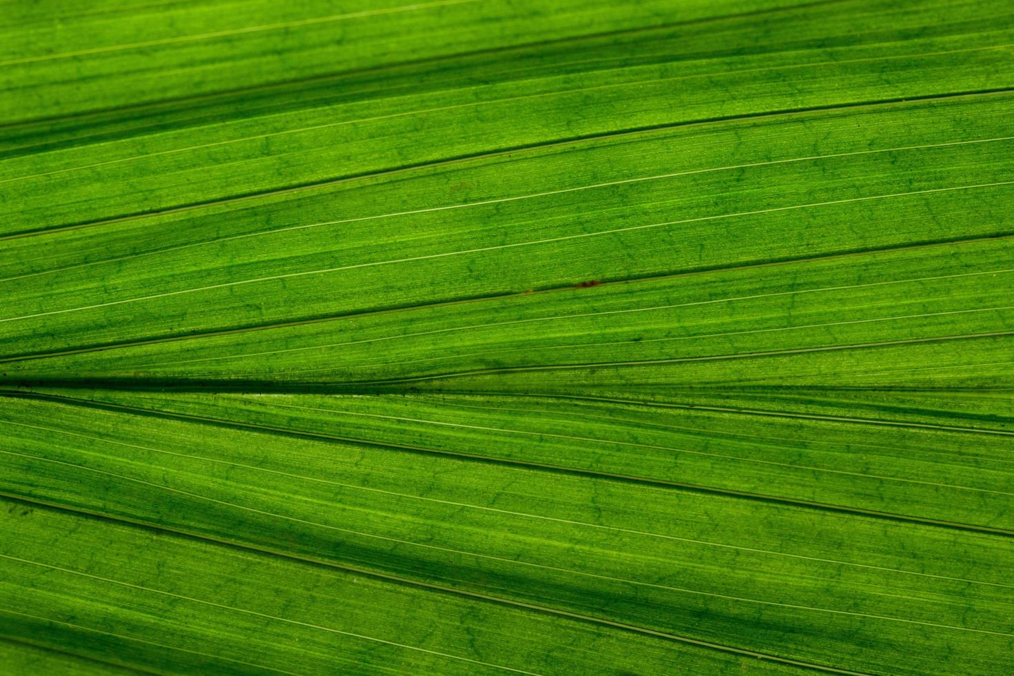 fond de feuille verte photo