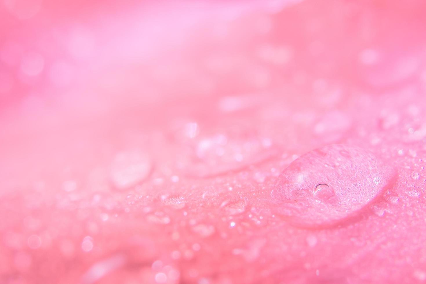 gouttes d'eau sur les pétales de fleurs photo