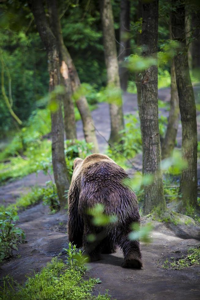 grizzly marche dans une forêt photo