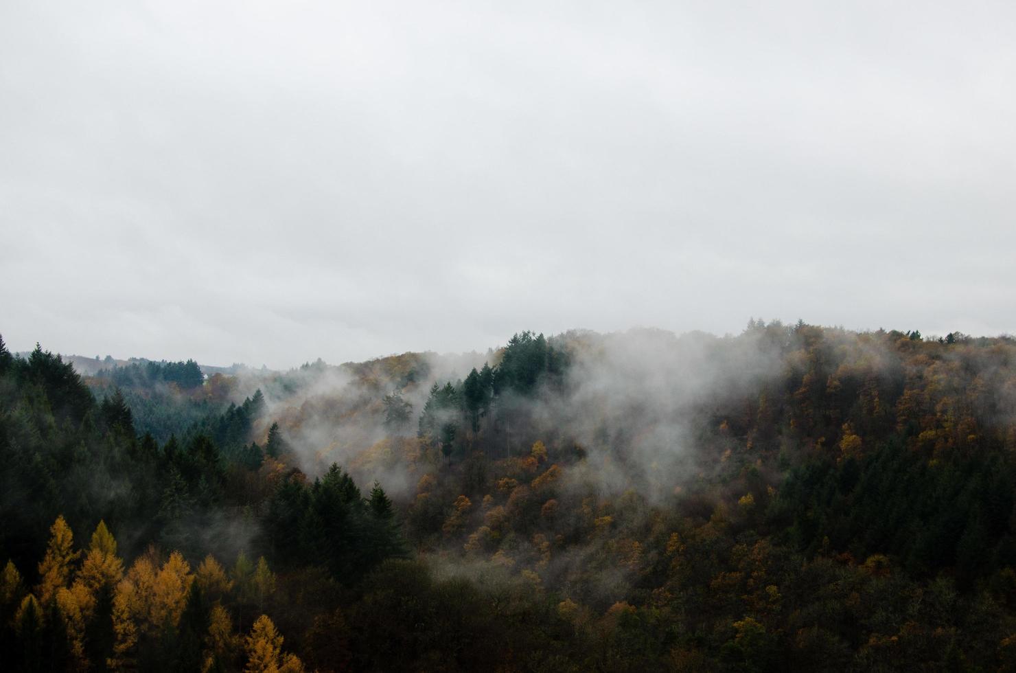 brouillard couvrant les arbres photo
