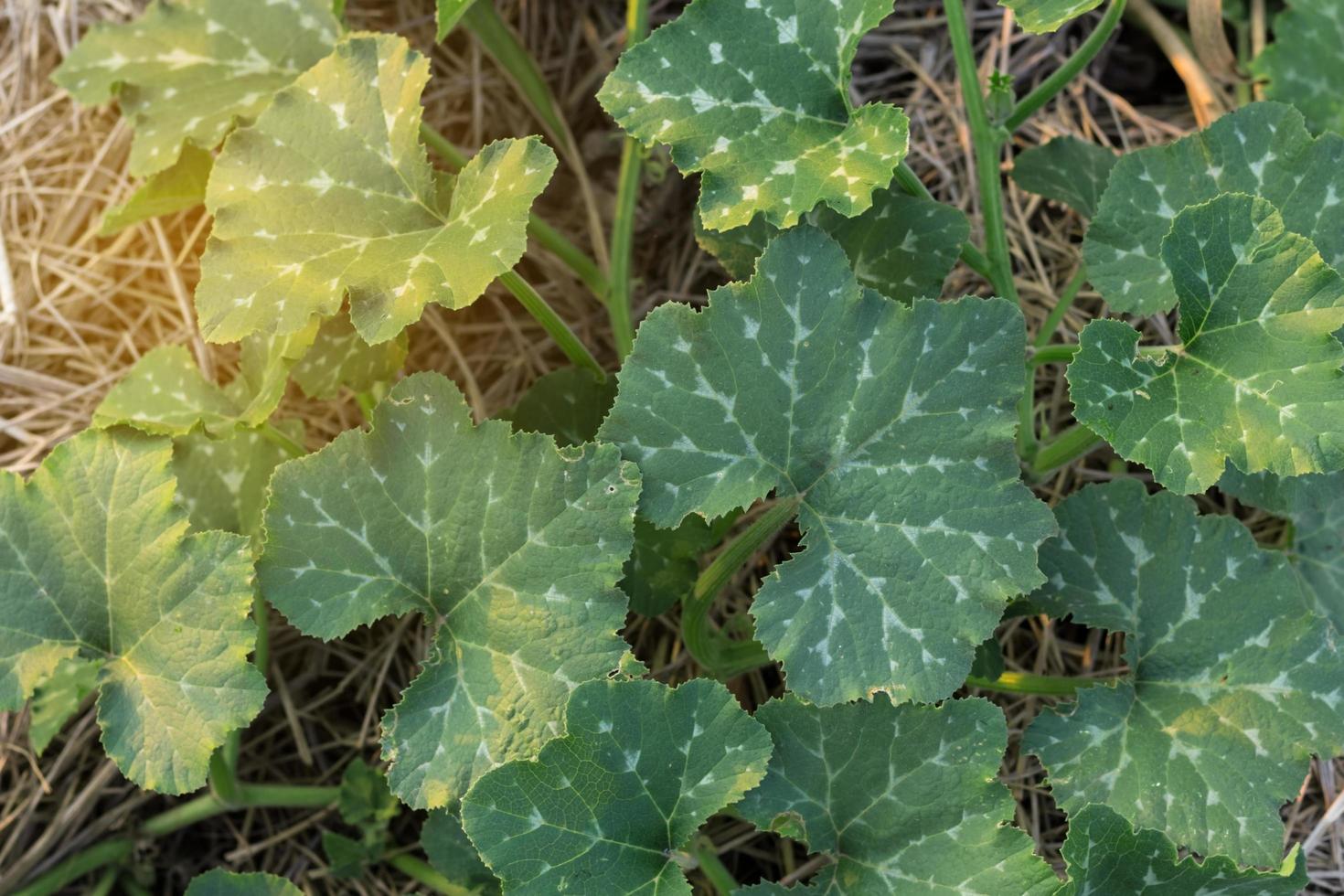 gros plan, de, citrouille, feuilles photo