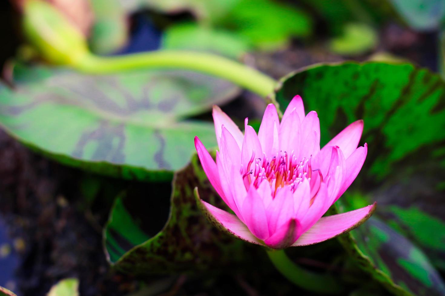 fleur de lotus rose dans un étang photo