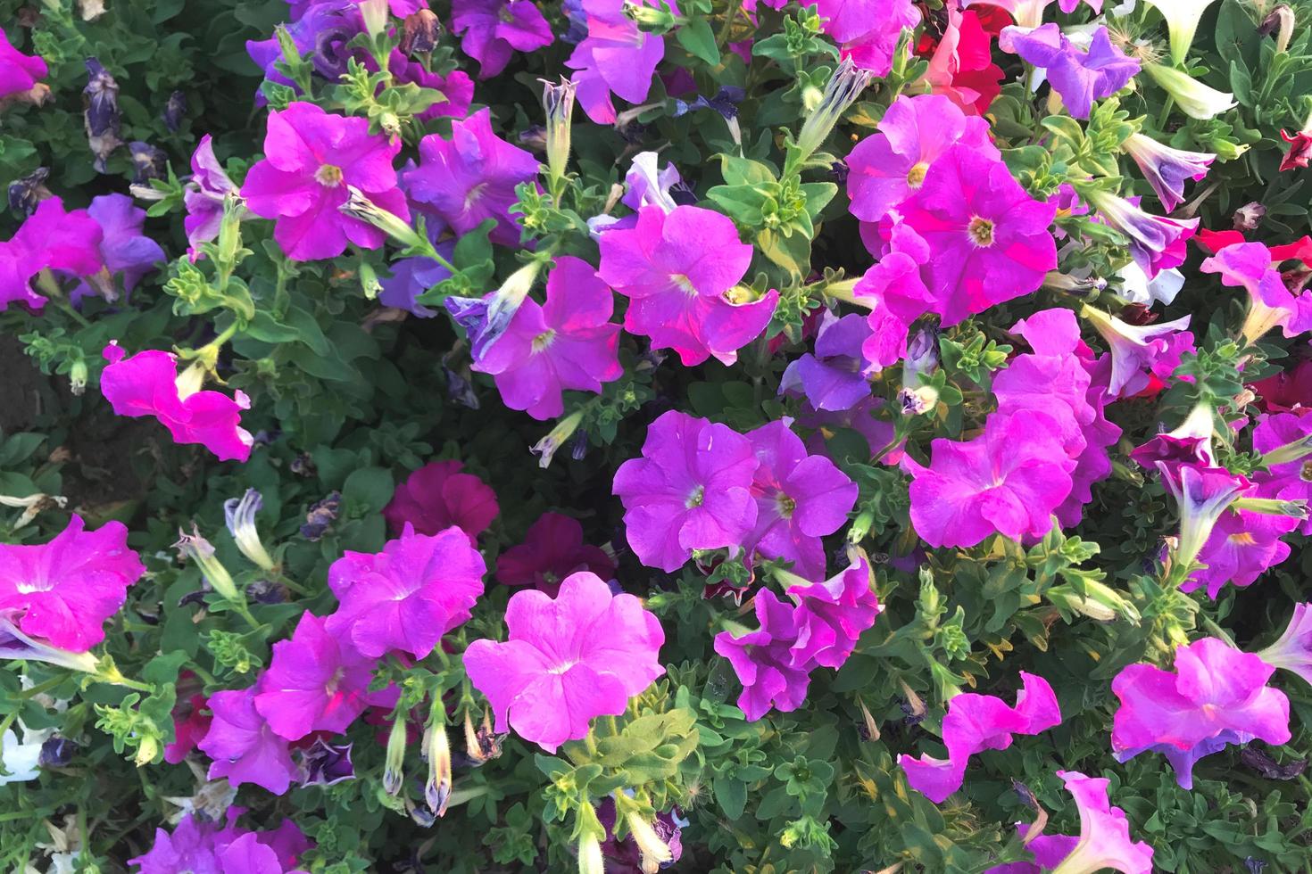 fleurs violettes dans un jardin photo