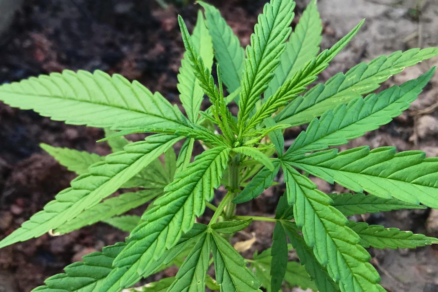 gros plan, de, feuilles de cannabis photo