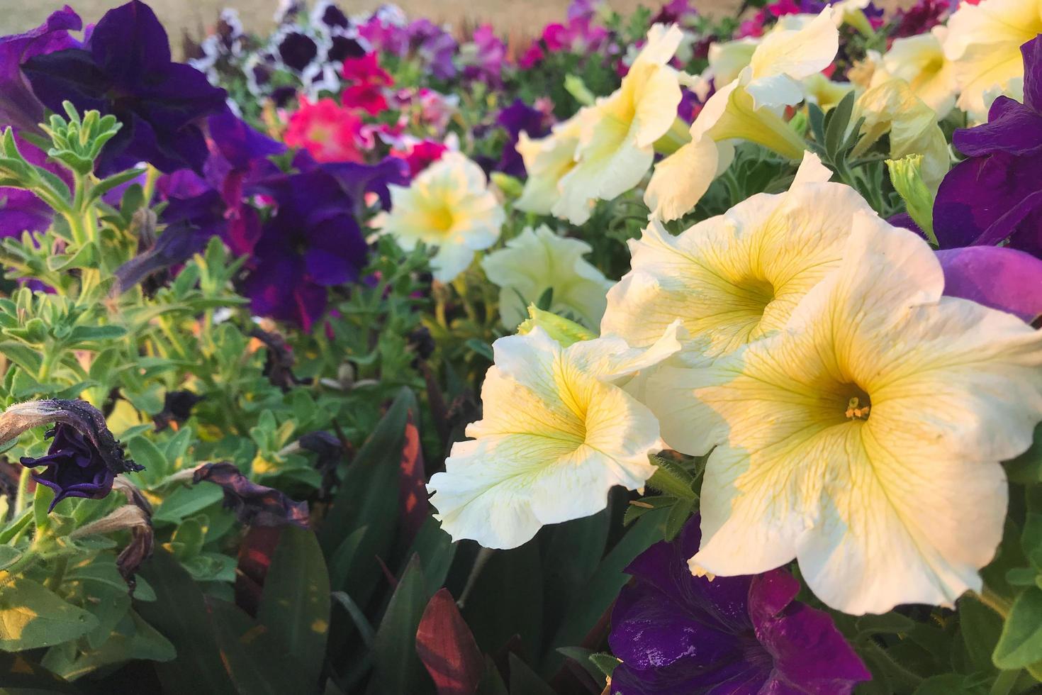 fleurs de pétunia dans un jardin photo