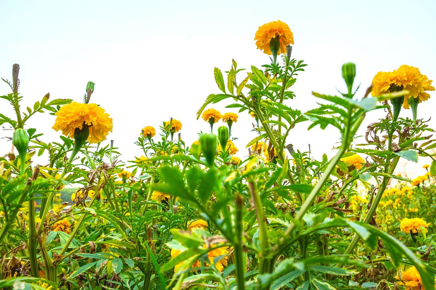 gros plan, de, fleurs jaunes, dans, a, champ photo