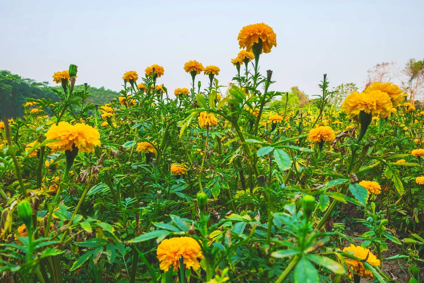 champ floral jaune photo