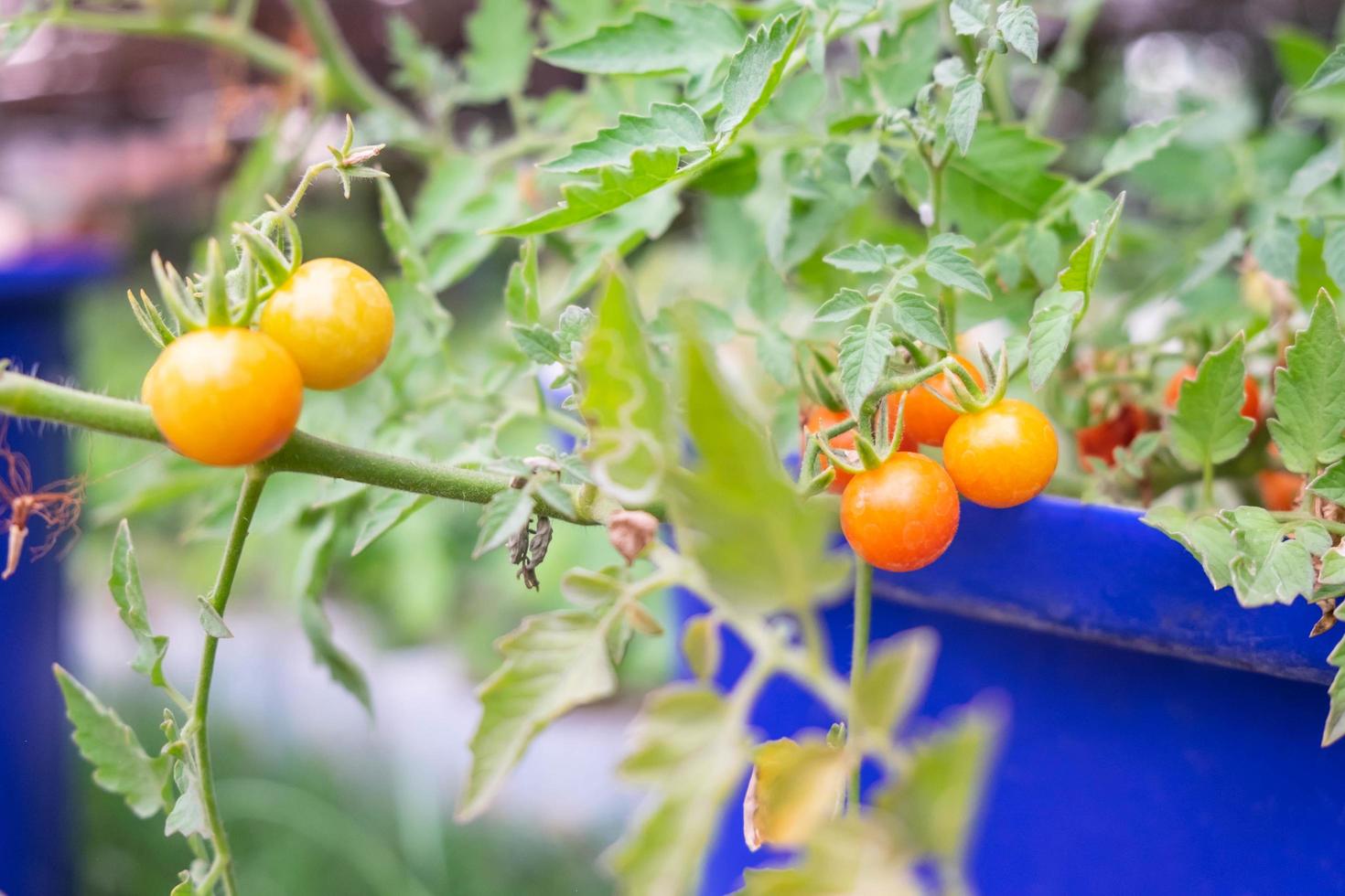 tomates fraîches à l'extérieur photo