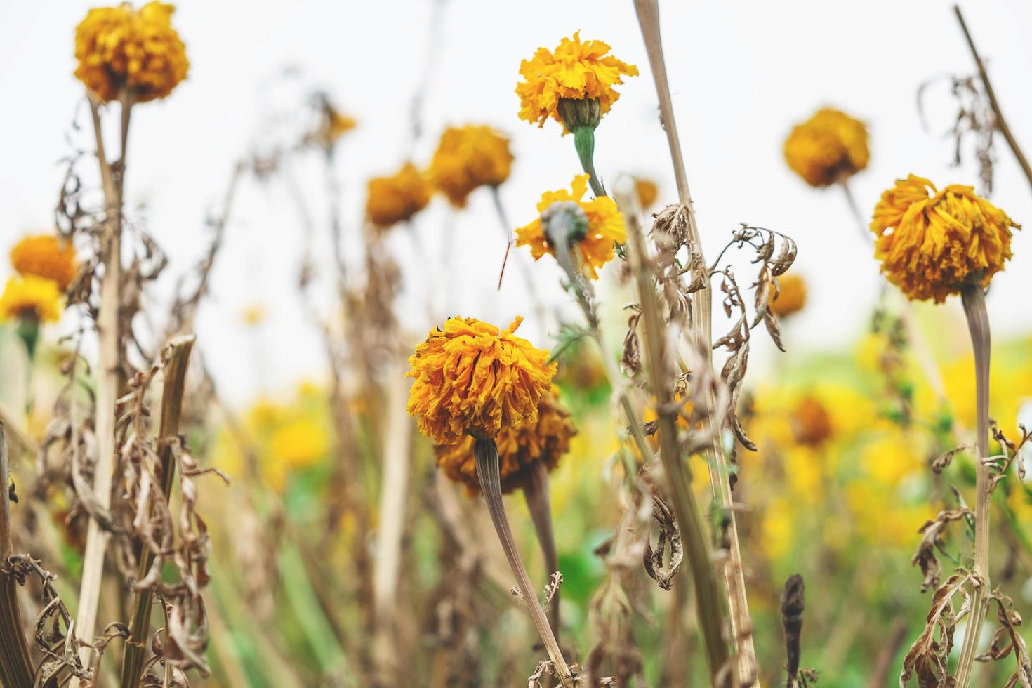 gros plan, de, fleurs jaunes photo