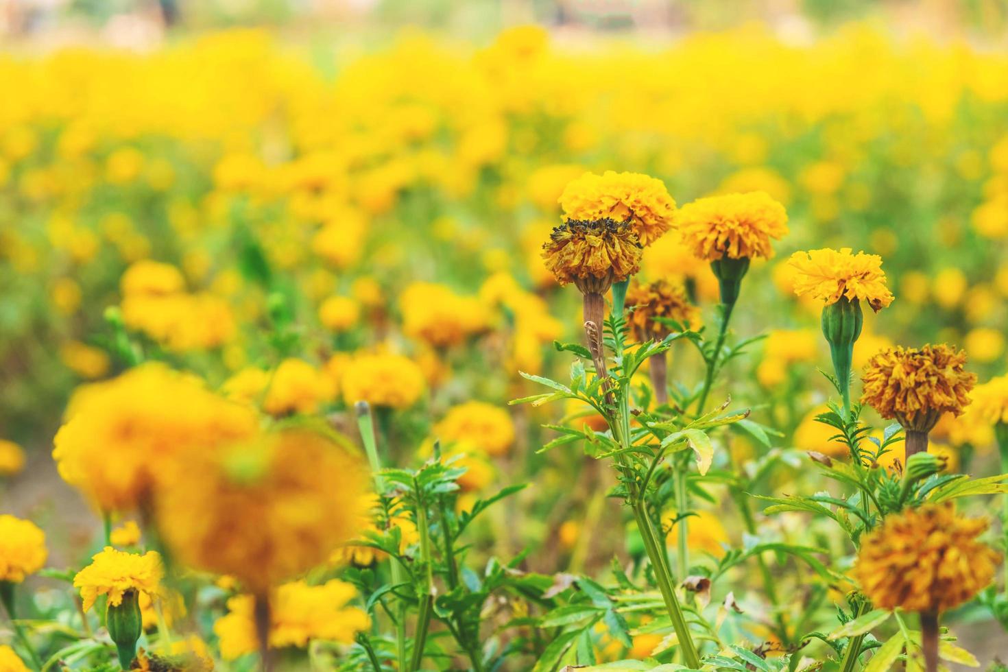 fleurs de souci jaune photo