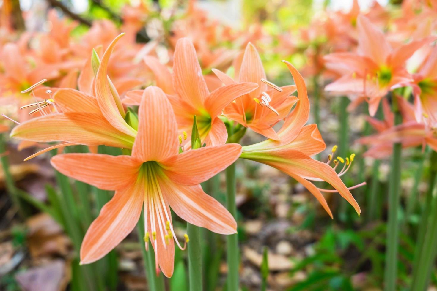 gros plan, de, amaryllis, fleurs photo