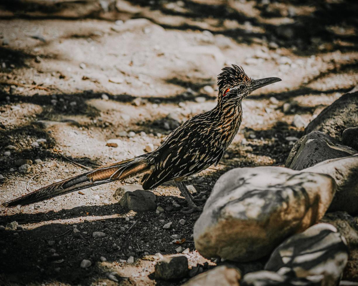 oiseau de coureur de route photo