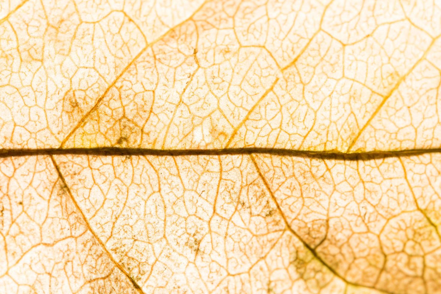 gros plan feuille jaune photo