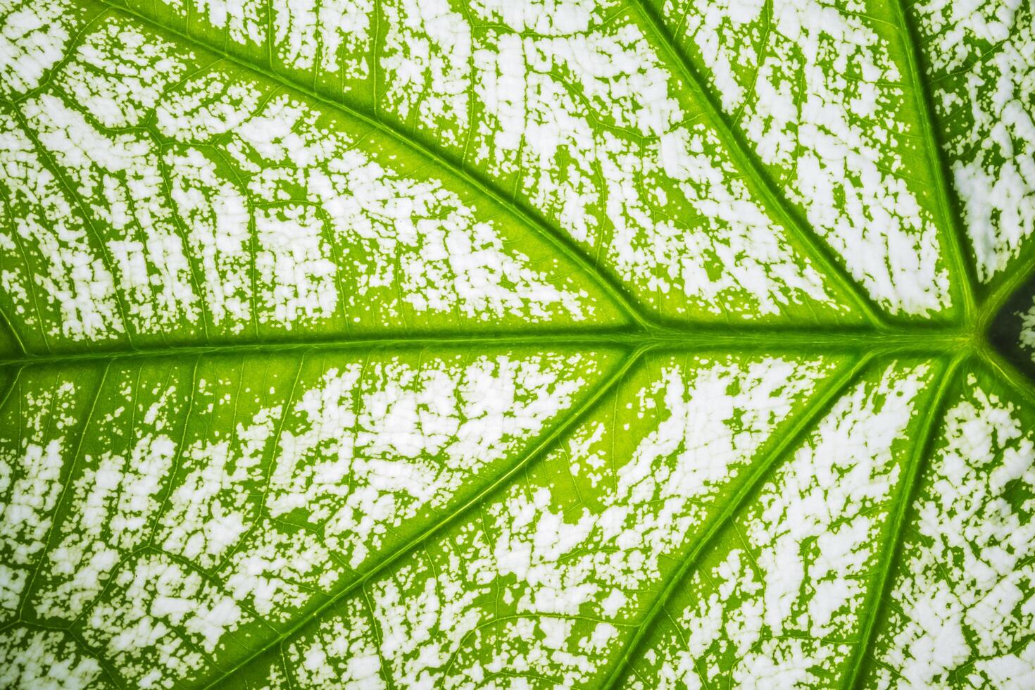 motif de feuilles, gros plan photo