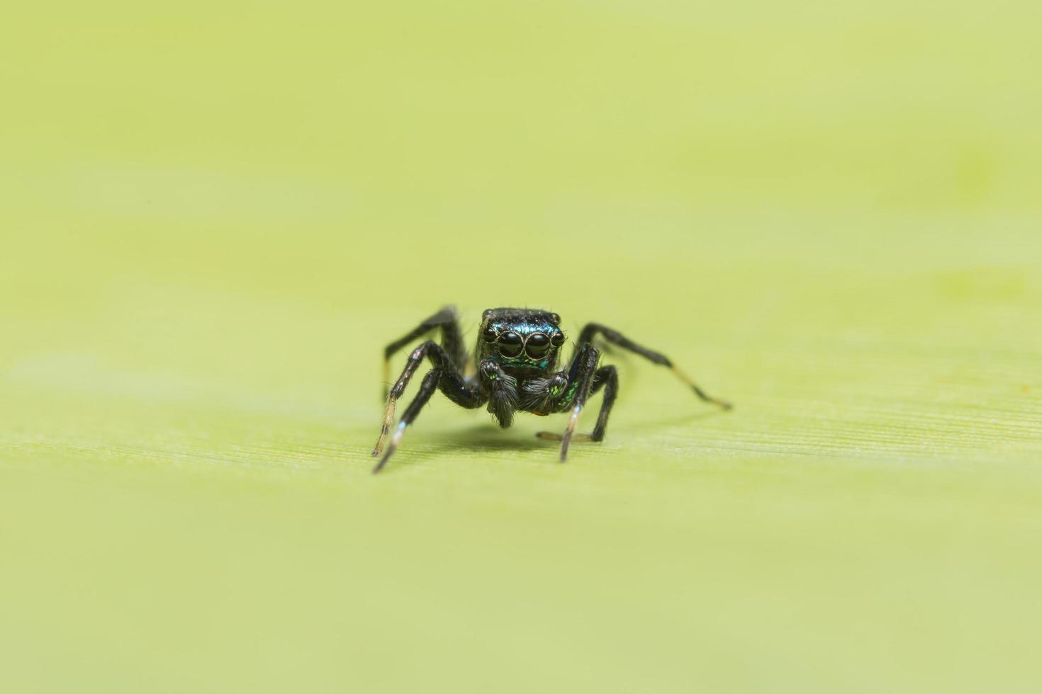 araignée sur une feuille photo
