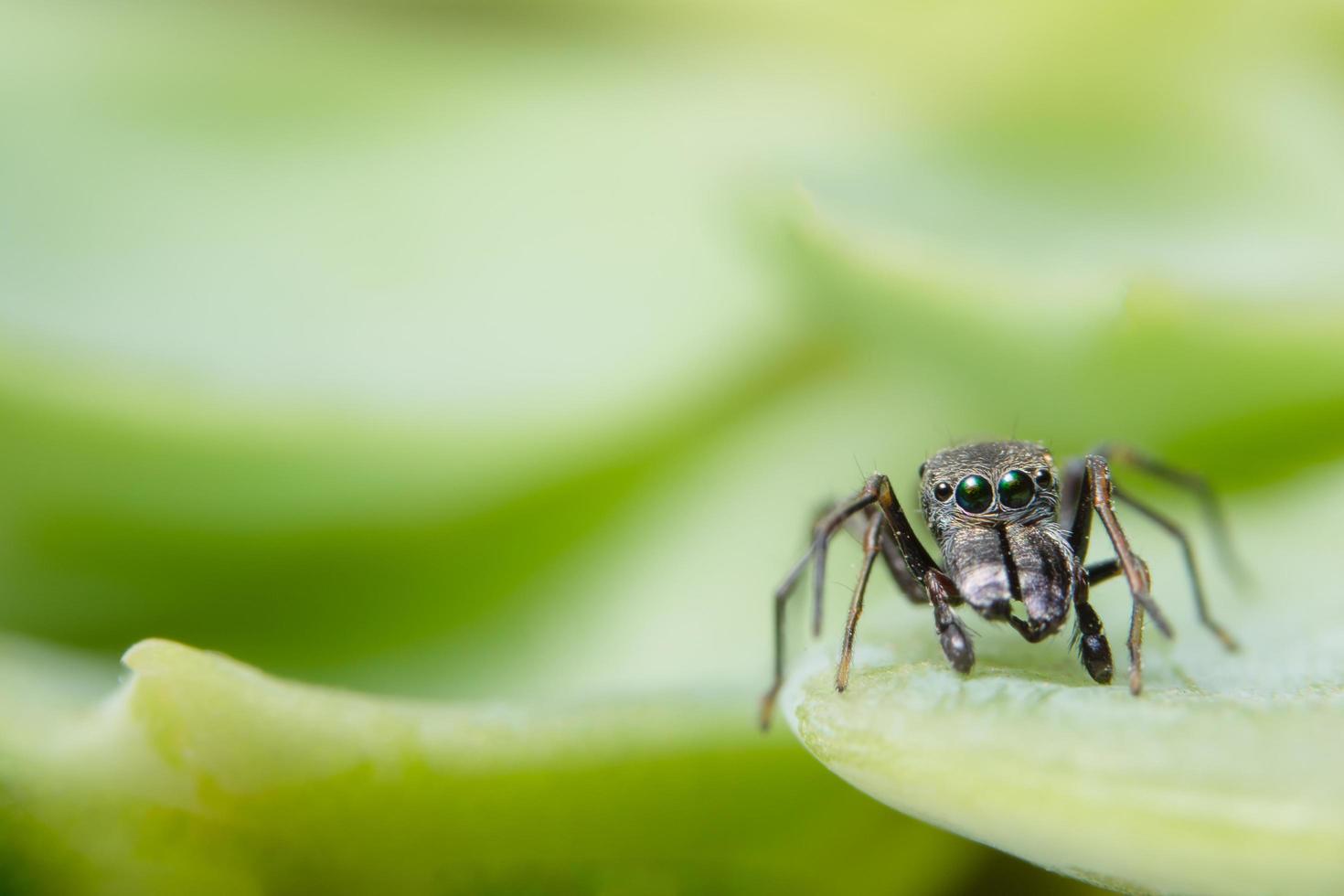 araignée sur une feuille photo