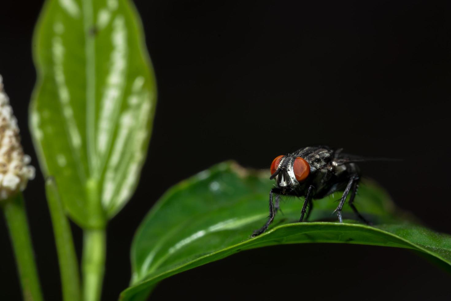 voler sur une feuille photo