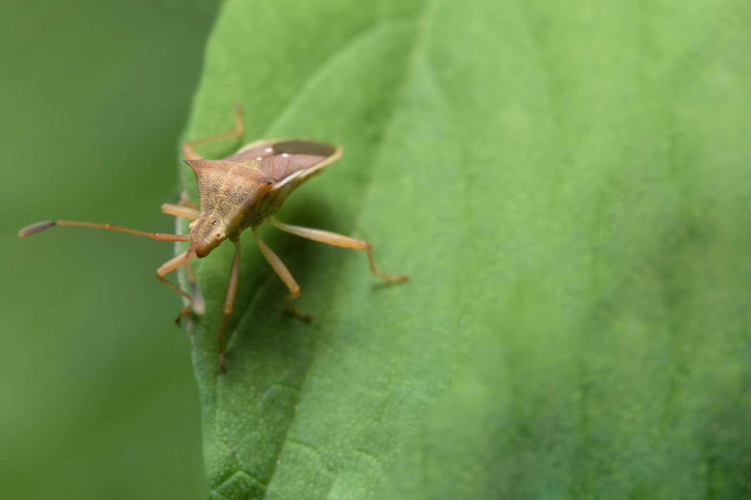 Bug assassin brun sur une plante photo