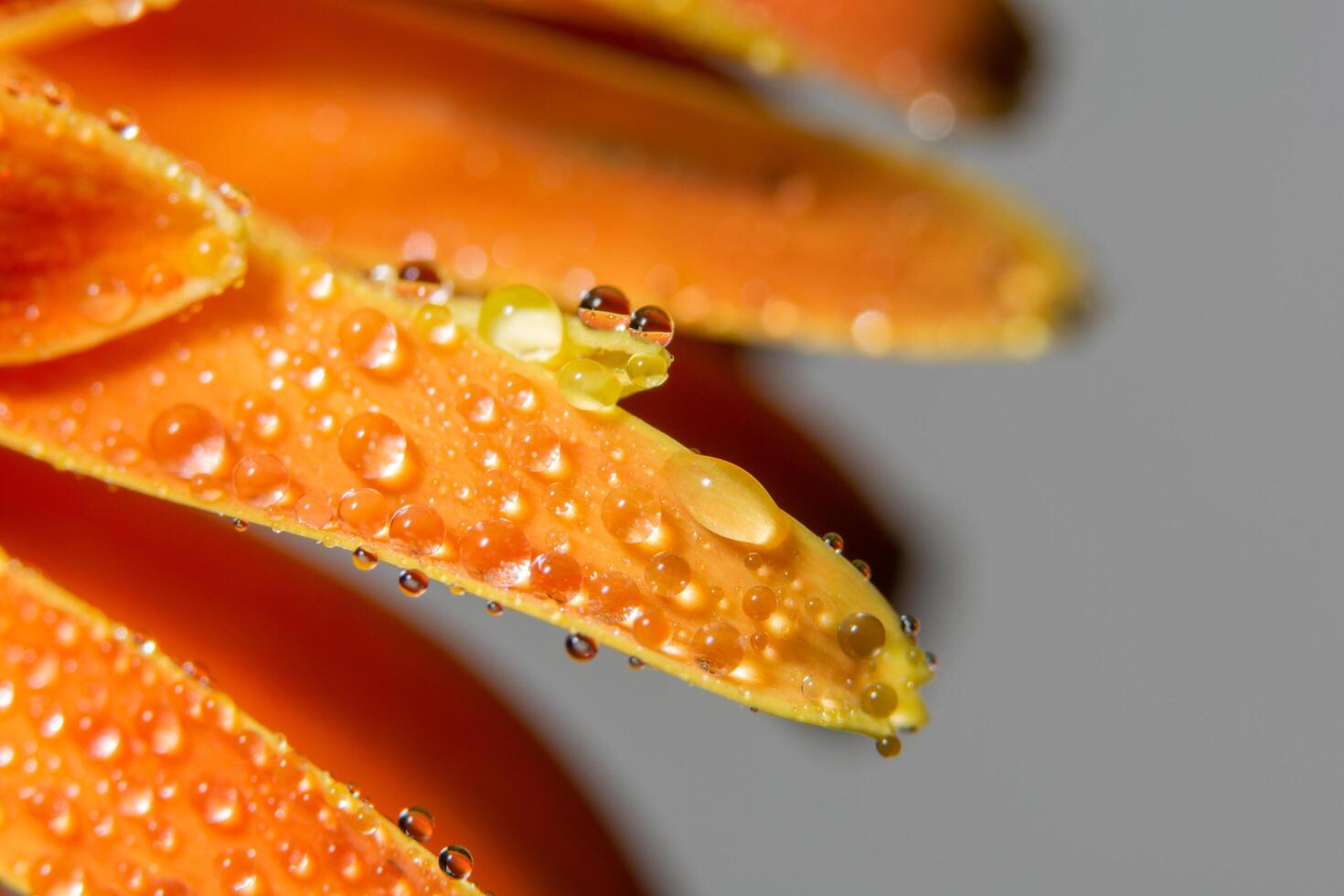 gouttes d'eau sur les pétales de fleurs d'oranger, gros plan photo