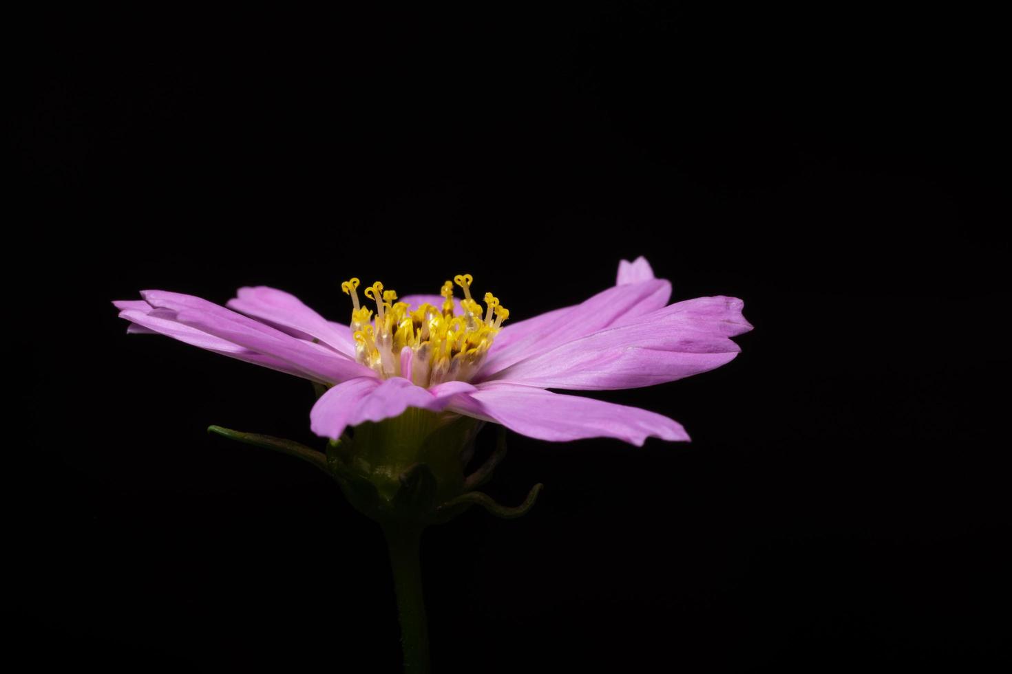 fleur rose sur fond noir photo