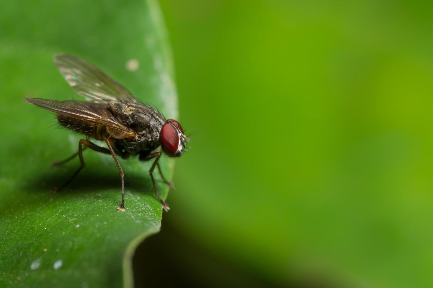 voler sur une feuille photo